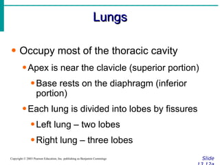 Lungs Slide 13.12a Copyright © 2003 Pearson Education, Inc. publishing as Benjamin Cummings Occupy most of the thoracic cavity Apex is near the clavicle (superior portion) Base rests on the diaphragm (inferior portion) Each lung is divided into lobes by fissures Left lung – two lobes Right lung – three lobes 