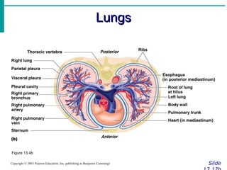 Lungs Slide 13.12b Copyright © 2003 Pearson Education, Inc. publishing as Benjamin Cummings Figure 13.4b 
