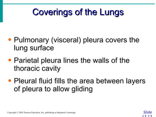 Coverings of the Lungs Slide 13.13 Copyright © 2003 Pearson Education, Inc. publishing as Benjamin Cummings Pulmonary (visceral) pleura covers the lung surface Parietal pleura lines the walls of the thoracic cavity Pleural fluid fills the area between layers of pleura to allow gliding 