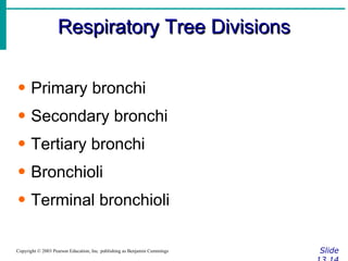 Respiratory Tree Divisions Slide 13.14 Copyright © 2003 Pearson Education, Inc. publishing as Benjamin Cummings Primary bronchi Secondary bronchi Tertiary bronchi Bronchioli Terminal bronchioli 