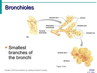 Bronchioles Slide 13.15a Copyright © 2003 Pearson Education, Inc. publishing as Benjamin Cummings Figure 13.5a Smallest branches of the bronchi 