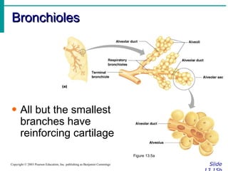 Bronchioles Slide 13.15b Copyright © 2003 Pearson Education, Inc. publishing as Benjamin Cummings Figure 13.5a All but the smallest branches have reinforcing cartilage 