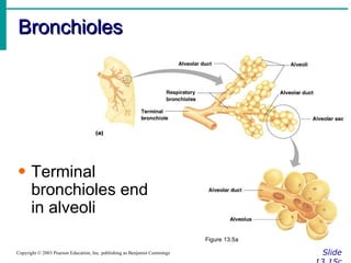 Bronchioles Slide 13.15c Copyright © 2003 Pearson Education, Inc. publishing as Benjamin Cummings Terminal bronchioles end in alveoli Figure 13.5a 