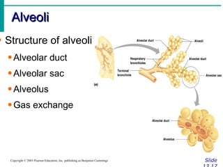 Alveoli Slide 13.17 Copyright © 2003 Pearson Education, Inc. publishing as Benjamin Cummings Structure of alveoli Alveolar duct Alveolar sac Alveolus Gas exchange 