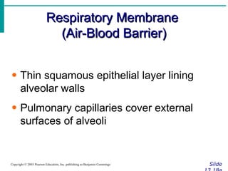 Respiratory Membrane  (Air-Blood Barrier) Slide 13.18a Copyright © 2003 Pearson Education, Inc. publishing as Benjamin Cummings Thin squamous epithelial layer lining alveolar walls Pulmonary capillaries cover external surfaces of alveoli 
