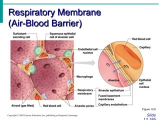 Respiratory Membrane  (Air-Blood Barrier) Slide 13.18b Copyright © 2003 Pearson Education, Inc. publishing as Benjamin Cummings Figure 13.6 