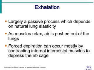 Exhalation Slide 13.23a Copyright © 2003 Pearson Education, Inc. publishing as Benjamin Cummings Largely a passive process which depends on natural lung elasticity As muscles relax, air is pushed out of the lungs Forced expiration can occur mostly by contracting internal intercostal muscles to depress the rib cage 