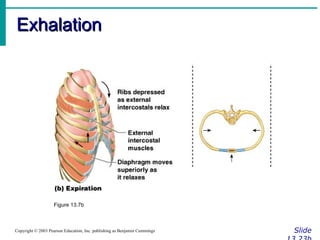 Exhalation Slide 13.23b Copyright © 2003 Pearson Education, Inc. publishing as Benjamin Cummings Figure 13.7b 