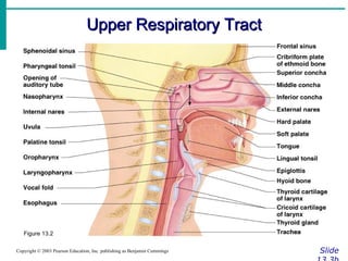 Slide 13.3b Copyright © 2003 Pearson Education, Inc. publishing as Benjamin Cummings Figure 13.2 Upper Respiratory Tract 