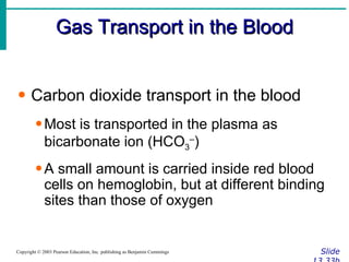 Gas Transport in the Blood Slide 13.33b Copyright © 2003 Pearson Education, Inc. publishing as Benjamin Cummings Carbon dioxide transport in the blood Most is transported in the plasma as bicarbonate ion (HCO 3 – ) A small amount is carried inside red blood cells on hemoglobin, but at different binding sites than those of oxygen 