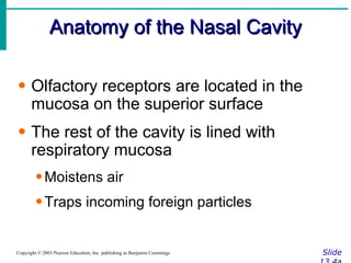 Anatomy of the Nasal Cavity Slide 13.4a Copyright © 2003 Pearson Education, Inc. publishing as Benjamin Cummings Olfactory receptors are located in the mucosa on the superior surface The rest of the cavity is lined with respiratory mucosa Moistens air Traps incoming foreign particles 