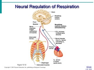 Neural Regulation of Respiration Slide 13.37 Copyright © 2003 Pearson Education, Inc. publishing as Benjamin Cummings Figure 13.12 
