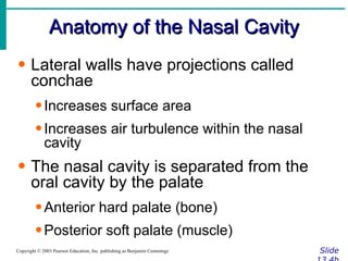 Anatomy of the Nasal Cavity Slide 13.4b Copyright © 2003 Pearson Education, Inc. publishing as Benjamin Cummings Lateral walls have projections called conchae Increases surface area Increases air turbulence within the nasal cavity The nasal cavity is separated from the oral cavity by the palate Anterior hard palate (bone) Posterior soft palate (muscle) 