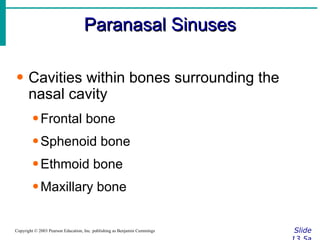 Paranasal Sinuses Slide 13.5a Copyright © 2003 Pearson Education, Inc. publishing as Benjamin Cummings Cavities within bones surrounding the nasal cavity Frontal bone Sphenoid bone Ethmoid bone Maxillary bone 