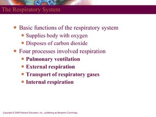 The Respiratory System ,[object Object],[object Object],[object Object],[object Object],[object Object],[object Object],[object Object],[object Object],Copyright © 2008 Pearson Education, Inc., publishing as Benjamin Cummings 