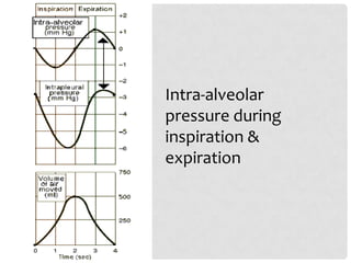 Intra-alveolar
pressure during
inspiration &
expiration
 