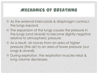MECHANICS OF BREATHING

 As the external intercostals & diaphragm contract,
  the lungs expand.
 The expansion of the lungs causes the pressure in
  the lungs (and alveoli) to become slightly negative
  relative to atmospheric pressure.
 As a result, air moves from an area of higher
  pressure (the air) to an area of lower pressure (our
  lungs & alveoli).
 During expiration, the respiration muscles relax &
  lung volume decreases.
 