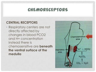 CHEMORECEPTORS

CENTRAL RECEPTORS
• Respiratory centers are not
  directly affected by
  changes in blood PCO2
  and H+ concentration
  instead there is
  chemosensitive are beneath
  the ventral surface of the
  medulla
 