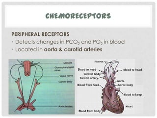 CHEMORECEPTORS

PERIPHERAL RECEPTORS
• Detects changes in PCO2 and PO2 in blood
• Located in aorta & carotid arteries
 