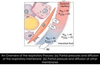 An Overview of the respiratory Process: (a) Partial pressures and diffusion
 at the respiratory membrane (b) Partial pressure and diffusion at other
                              membranes
 