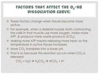 FACTORS THAT AFFECT THE O2-HB
           DISSOCIATION CURVE:

 These factors change when tissues become more
  active.
 For example, when a skeletal muscle starts contracting,
  the cells in that muscle use more oxygen, make more
  ATP, & produce more waste products (CO2).
 Making more ATP means releasing more heat; so the
  temperature in active tissues increases.
 More CO2 translates into a lower pH.
 That is so because this reaction occurs when CO2 is
  released:
      CO2 + H20  H2CO3  HCO3- + H+
 