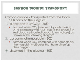 CARBON DIOXIDE TRANSPORT

Carbon dioxide - transported from the body
  cells back to the lungs as:
1. bicarbonate (HCO3) - 60%
     formed when CO2 (released by cells making
      ATP) combines with H2O (due to the enzyme in
      red blood cells called carbonic anhydrase) as
      shown in the following diagram
2. carbaminohemoglobin - 30%
     formed when CO2 combines with hemoglobin
      (hemoglobin molecules that have given up
      their oxygen)
 dissolved in the plasma - 10%
 