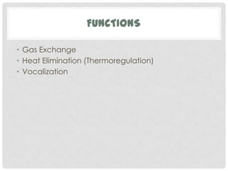 FUNCTIONS

• Gas Exchange
• Heat Elimination (Thermoregulation)
• Vocalization
 