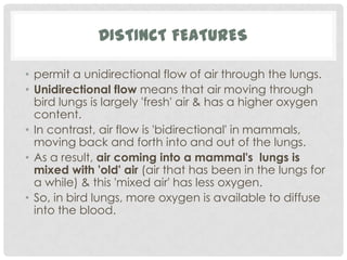 DISTINCT FEATURES

• permit a unidirectional flow of air through the lungs.
• Unidirectional flow means that air moving through
  bird lungs is largely 'fresh' air & has a higher oxygen
  content.
• In contrast, air flow is 'bidirectional' in mammals,
  moving back and forth into and out of the lungs.
• As a result, air coming into a mammal's lungs is
  mixed with 'old' air (air that has been in the lungs for
  a while) & this 'mixed air' has less oxygen.
• So, in bird lungs, more oxygen is available to diffuse
  into the blood.
 