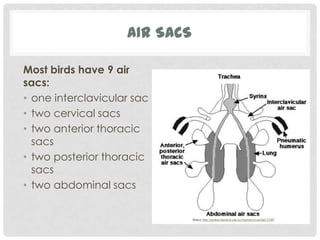 AIR SACS

Most birds have 9 air
sacs:
• one interclavicular sac
• two cervical sacs
• two anterior thoracic
  sacs
• two posterior thoracic
  sacs
• two abdominal sacs
 