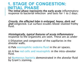 1. STAGE OF CONGESTION:
INITIAL PHASE
The initial phase represents the early acute inflammatory
response to bacterial infection and lasts for 1 to 2 days.
Grossly, the affected lobe is enlarged, heavy, dark red
and congested. Cut surface exudes blood-stained frothy
fluid.
Histologically, typical features of acute inflammatory
response to the organisms are seen. These are as under
i) Dilatation and congestion of the capillaries in the
alveolar walls.
ii) Pale eosinophilic oedema fluid in the air spaces.
iii) A few red cells and neutrophils in the intra-alveolar
fluid.
iv) Numerous bacteria demonstrated in the alveolar fluid
by Gram’s staining.
 
