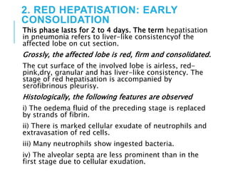 2. RED HEPATISATION: EARLY
CONSOLIDATION
This phase lasts for 2 to 4 days. The term hepatisation
in pneumonia refers to liver-like consistencyof the
affected lobe on cut section.
Grossly, the affected lobe is red, firm and consolidated.
The cut surface of the involved lobe is airless, red-
pink,dry, granular and has liver-like consistency. The
stage of red hepatisation is accompanied by
serofibrinous pleurisy.
Histologically, the following features are observed
i) The oedema fluid of the preceding stage is replaced
by strands of fibrin.
ii) There is marked cellular exudate of neutrophils and
extravasation of red cells.
iii) Many neutrophils show ingested bacteria.
iv) The alveolar septa are less prominent than in the
first stage due to cellular exudation.
 