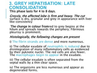 3. GREY HEPATISATION: LATE
CONSOLIDATION
This phase lasts for 4 to 8 days.
Grossly, the affected lobe is firm and heavy. The cut
surface is dry, granular and grey in appearance with liver
like consistency
The change in colour fromred to grey begins at the
hilum and spreads towards the periphery. Fibrinous
pleurisy is prominent.
Histologically, the following changes are present
i) The fibrin strands are dense and more numerous.
ii) The cellular exudate of neutrophils is reduced due to
disintegration of many inflammatory cells as evidenced
by their pyknotic nuclei. The red cells are also fewer.
The macrophages begin to appear in the exudate.
iii) The cellular exudate is often separated from the
septal walls by a thin clear space.
iv) The organisms are less numerous and appear as
degenerated forms.
 
