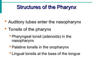 Structures of the Pharynx
Structures of the Pharynx
 Auditory tubes enter the nasopharynx
 Tonsils of the pharynx
 Pharyngeal tonsil (adenoids) in the
nasopharynx
 Palatine tonsils in the oropharynx
 Lingual tonsils at the base of the tongue
 