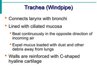 Trachea (Windpipe)
Trachea (Windpipe)
 Connects larynx with bronchi
 Lined with ciliated mucosa
 Beat continuously in the opposite direction of
incoming air
 Expel mucus loaded with dust and other
debris away from lungs
 Walls are reinforced with C-shaped
hyaline cartilage
 