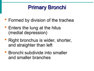 Primary Bronchi
Primary Bronchi
 Formed by division of the trachea
 Enters the lung at the hilus
(medial depression)
 Right bronchus is wider, shorter,
and straighter than left
 Bronchi subdivide into smaller
and smaller branches
 