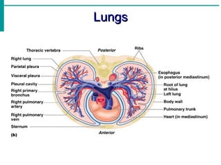 Lungs
Lungs
 
