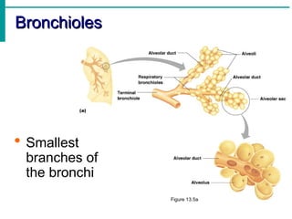 Bronchioles
Bronchioles
Figure 13.5a
 Smallest
branches of
the bronchi
 