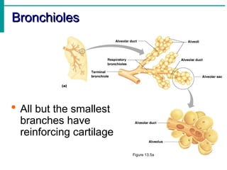 Bronchioles
Bronchioles
Figure 13.5a
 All but the smallest
branches have
reinforcing cartilage
 