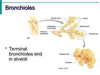 Bronchioles
Bronchioles
 Terminal
bronchioles end
in alveoli
Figure 13.5a
 