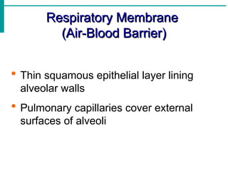 Respiratory Membrane
Respiratory Membrane
(Air-Blood Barrier)
(Air-Blood Barrier)
 Thin squamous epithelial layer lining
alveolar walls
 Pulmonary capillaries cover external
surfaces of alveoli
 