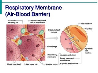 Respiratory Membrane
Respiratory Membrane
(Air-Blood Barrier)
(Air-Blood Barrier)
 