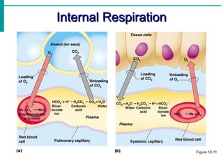 Internal Respiration
Internal Respiration
Figure 13.11
 