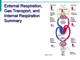 External Respiration,
External Respiration,
Gas Transport, and
Gas Transport, and
Internal Respiration
Internal Respiration
Summary
Summary
Figure 13.10
 