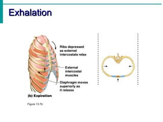 Exhalation
Exhalation
Figure 13.7b
 