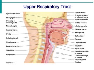 Figure 13.2
Upper Respiratory Tract
Upper Respiratory Tract
 