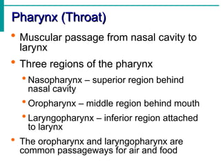 Pharynx (Throat)
Pharynx (Throat)
 Muscular passage from nasal cavity to
larynx
 Three regions of the pharynx
 Nasopharynx – superior region behind
nasal cavity
 Oropharynx – middle region behind mouth
 Laryngopharynx – inferior region attached
to larynx
 The oropharynx and laryngopharynx are
common passageways for air and food
 