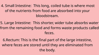 4. Small Intestine: This long, coiled tube is where most
of the nutrients from food are absorbed into your
bloodstream.
5. Large Intestine: This shorter, wider tube absorbs water
from the remaining food and forms waste products called
feces.
6.Rectum: This is the final part of the large intestine,
where feces are stored until they are eliminated from
the body.
 