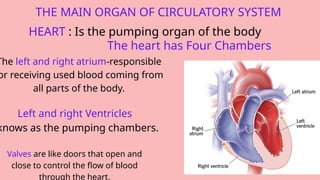 THE MAIN ORGAN OF CIRCULATORY SYSTEM
HEART : Is the pumping organ of the body
The heart has Four Chambers
The left and right atrium-responsible
or receiving used blood coming from
all parts of the body.
Left and right Ventricles
knows as the pumping chambers.
Valves are like doors that open and
close to control the flow of blood
through the heart.
 