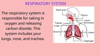 RESPIRATORY SYSTEM
The respiratory system is
responsible for taking in
oxygen and releasing
carbon dioxide. This
system includes your
lungs, nose, and trachea.
 