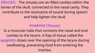 SINUSES: The sinuses are air-filled cavities within the
bones of the skull, connected to the nasal cavity. They
contribute to the resonance of sound during speech
and help lighten the skull.
PHARYNX (Throat):
Is a muscular tube that connects the nasal and oral
cavities to the larynx. A flap of tissue called the
epiglottis closes over the opening of the larynx during
swallowing, preventing food from entering the
trachea.
 